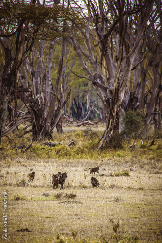 View of a group of anubis baboons heading towards a spooky, eerie forest on the edge of the savanna grasslands in Lake Nakuru National Park in Kenya © schusterbauer.com
