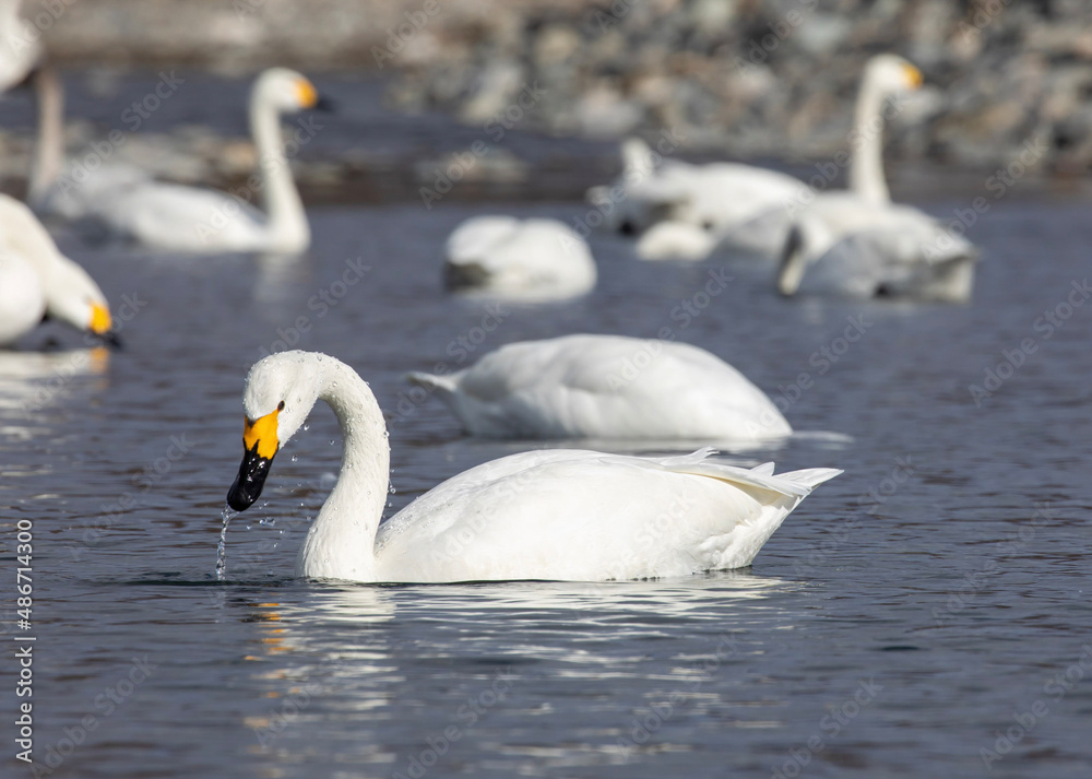 Fototapeta premium swans on the lake