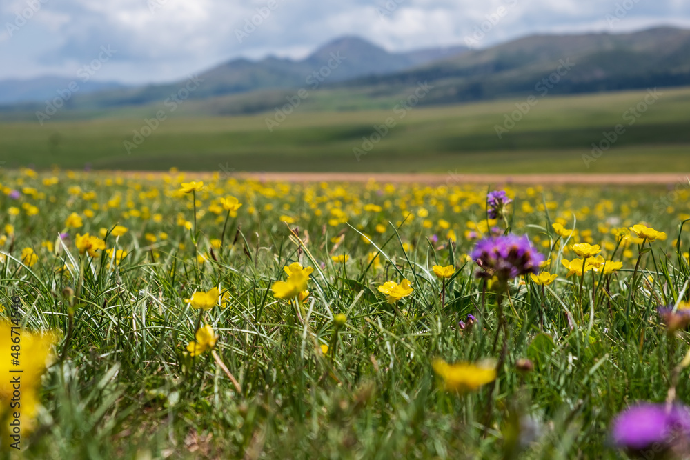 Beautiful blooming flowers with mountains and cloudy sky on background. Spring on Assy plateau. Beautiful blooming flowers with mountains and cloudy sky on background. Spring on Assy plateau.
