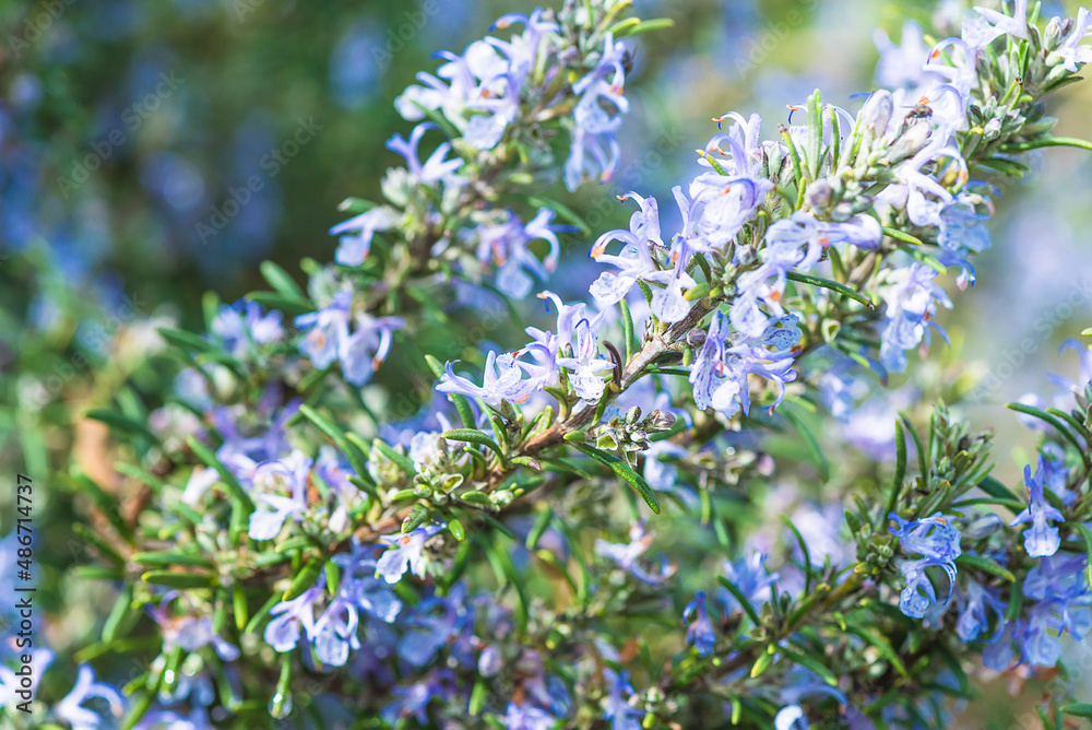 Close up for blooming thyme plant on sunny day; Herbal medicine concept