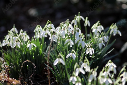 First snowdrops blooms in sunlight. Winter blossom in Germany.