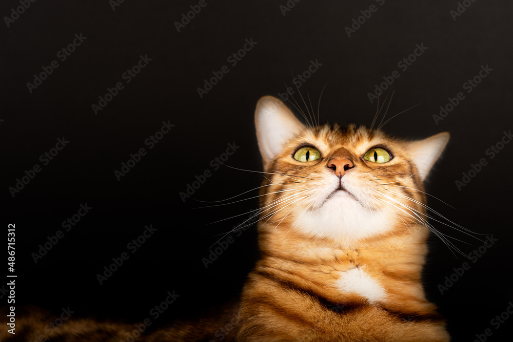 Funny domestic Bengal cat on a black background.