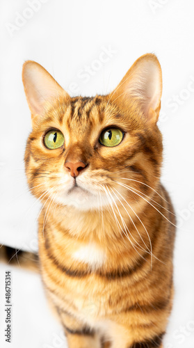 Muzzle of a Bengal cat on a white background