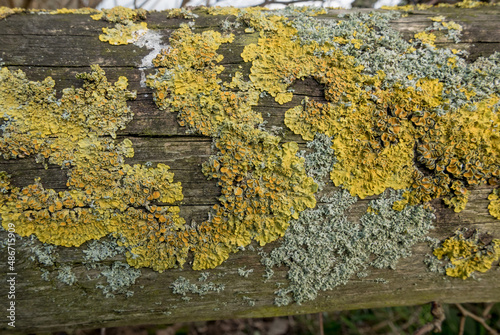 Textures in nature lichen on a wooden post