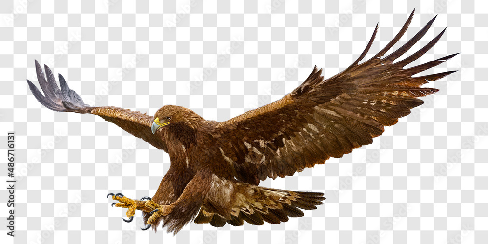Golden eagle attack landing swoop hand draw and paint color on grey checkered background vector