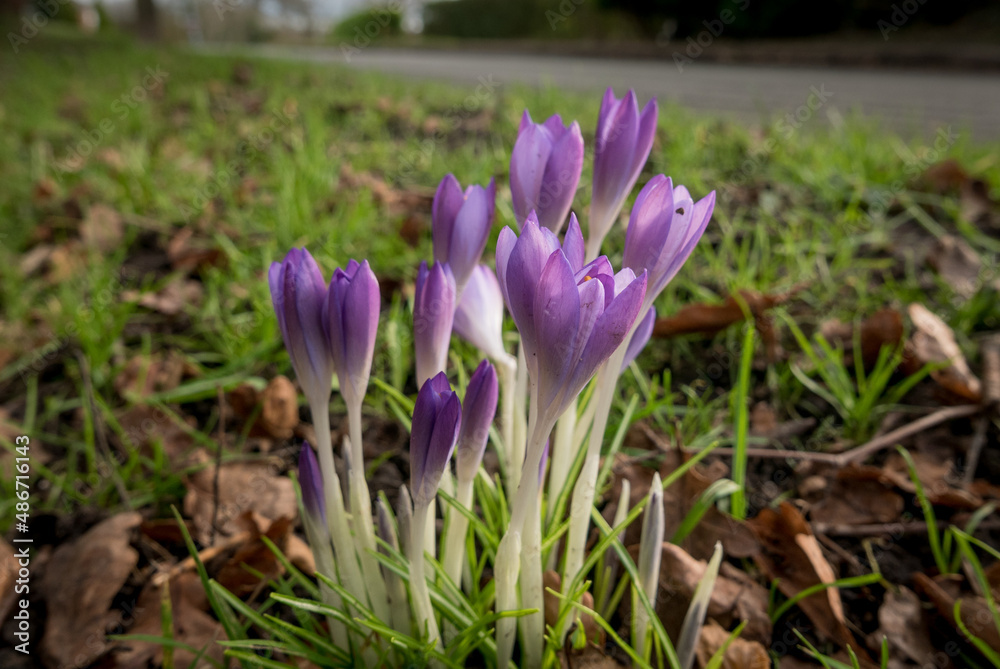 Spring flowers in winter, crocus Spring flowers in winter, crocus