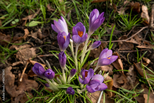Spring flowers in winter, crocus