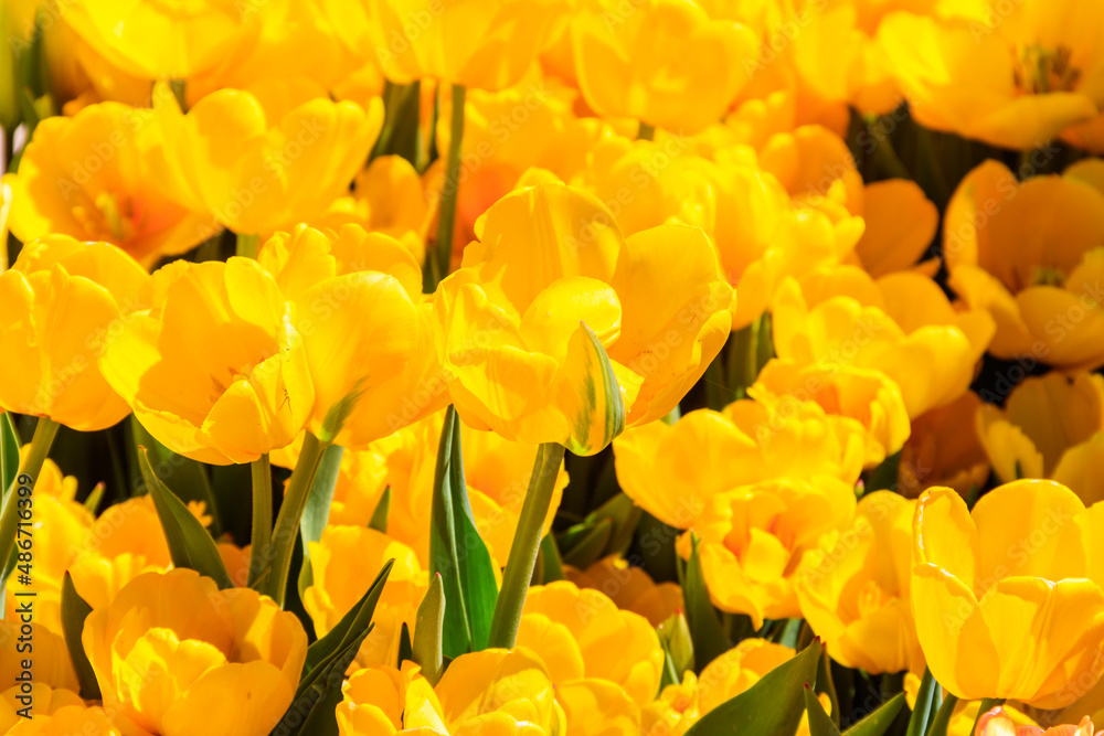 Large flowerbed of yellow tulips in the park at spring Large flowerbed of yellow tulips in the park at spring