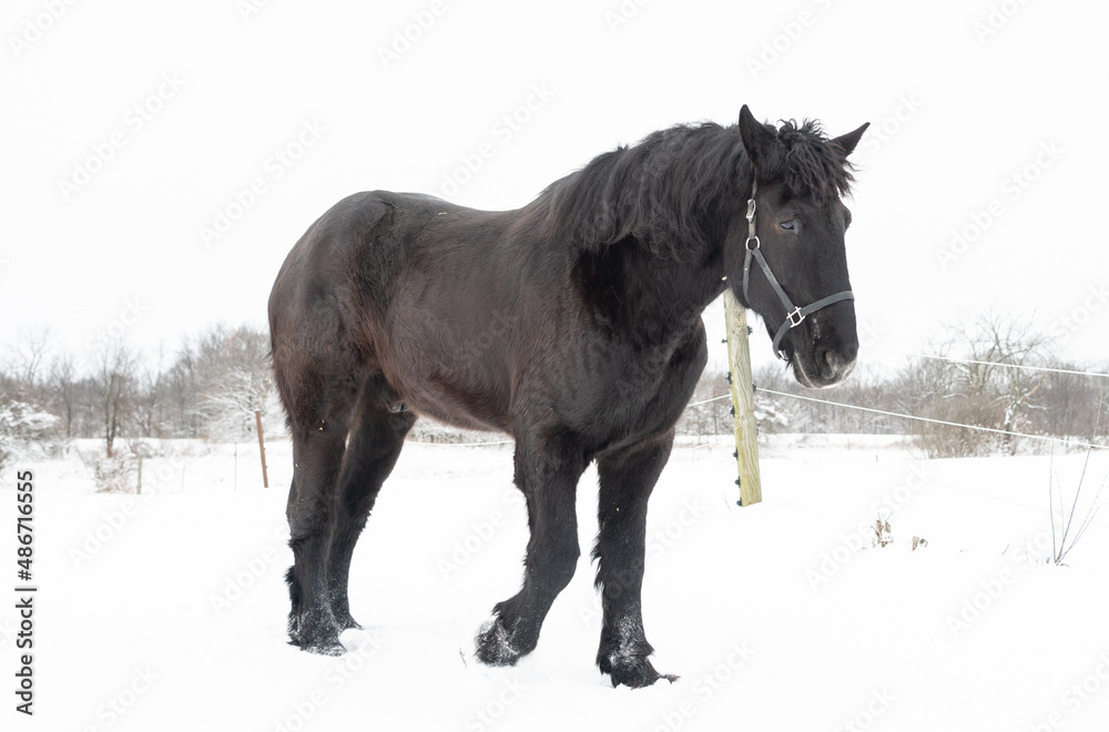 Obraz premium Beautiful Draft Horses in Winter Snowstorm With Flowing Manes