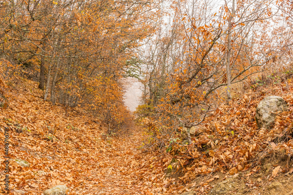 Obraz premium Orange foliage on the trees in the fog in autumn