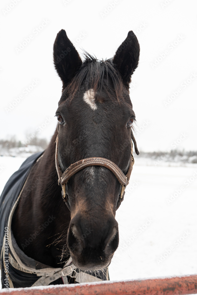 Fototapeta premium Beautiful Draft Horses in Winter Snowstorm With Flowing Manes