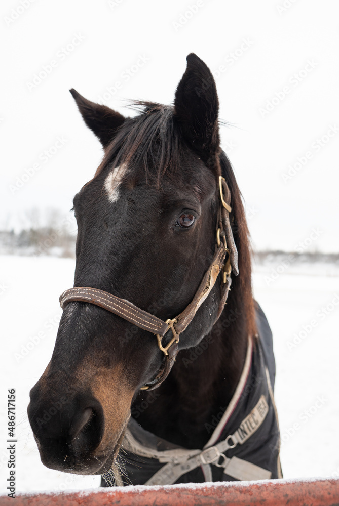 Obraz premium Beautiful Draft Horses in Winter Snowstorm With Flowing Manes