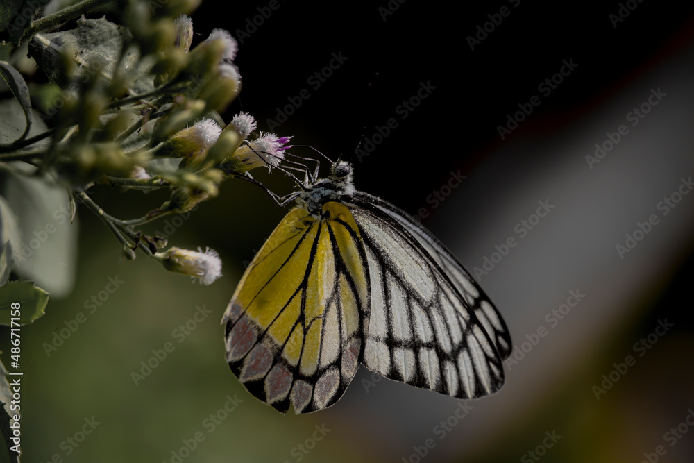 A beautiful jezebel butterfly sit on a flower and collecting honey, This butterfly found in many arias of India, Sri Lanka, Indonesia and Thailand - obrazy, fototapety, plakaty 