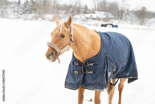 Beautiful Draft Horses in Winter Snowstorm With Flowing Manes