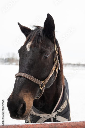 Beautiful Draft Horses in Winter Snowstorm With Flowing Manes © Rachel