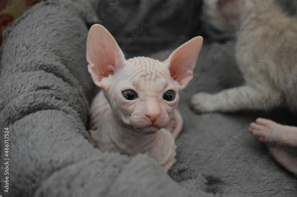 Close-up of cute little sphynx kitten in blanket
