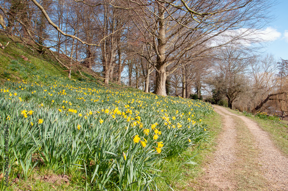 Springtime daffodils in the park. Springtime daffodils in the park.
