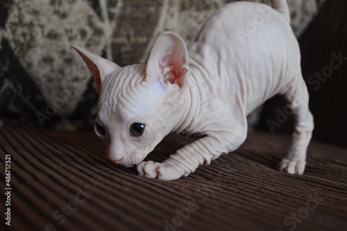 Close-up of lcute ittle sphynx kitten photo