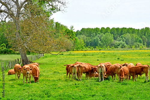 La Chaussee d Ivry  France - june 23 2021 : countryside © PackShot