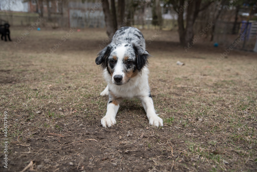 Blue Merle Australian Sheppard Aussie Dog or Puppy Playing Catch and Running Outside in the Grass