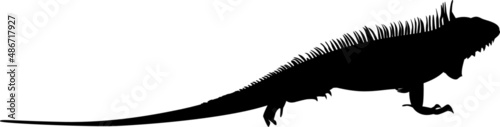 Black isolated silhouette of a green iguana (Iguana iguana)
