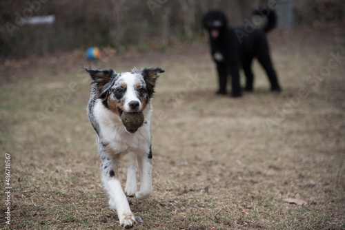 Blue Merle Australian Sheppard Aussie Dog or Puppy Playing Catch and Running Outside in the Grass