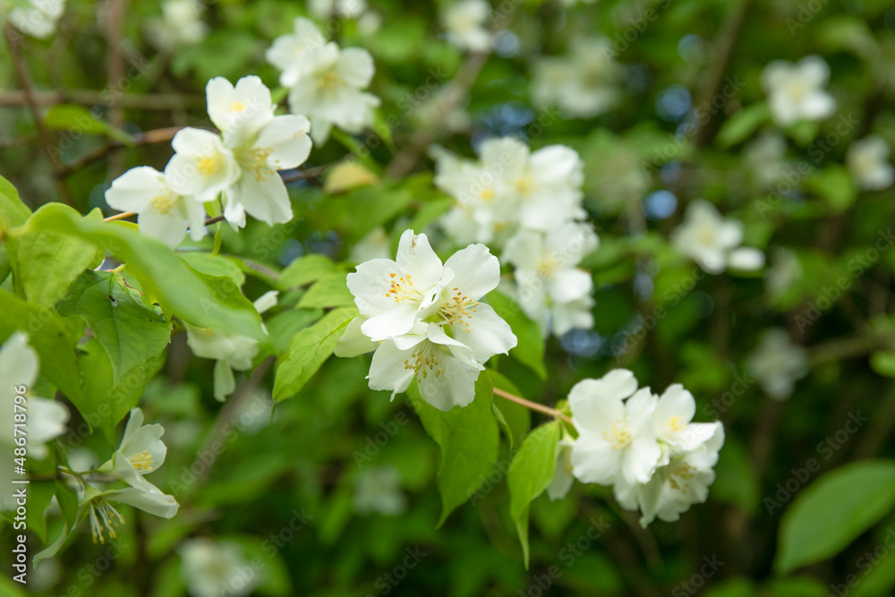 Lush blooming jasmine bush in a sunny spring day in the garden Lush blooming jasmine bush in a sunny spring day in the garden
