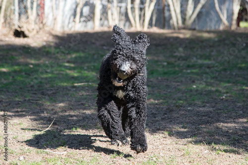 Happy Black Fluffy Golden Doodle or Poodle Playing Catch With a Ball and Spending Time Outside