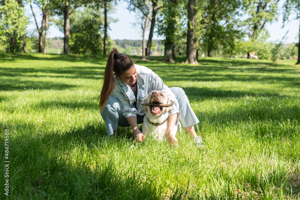 Obraz premium Young student woman professional dog or pet walker walking the dog Labrador Retriever outdoor while the owner is on the work. Cute female enjoying with her puppy friend in the park.