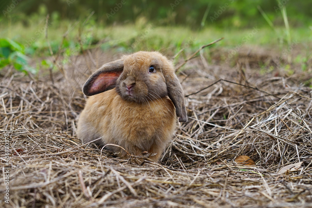 A brown adorable rabbit standing on dry grasses A brown adorable rabbit standing on dry grasses