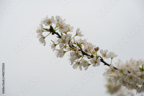 The white plum blossoms are in bloom