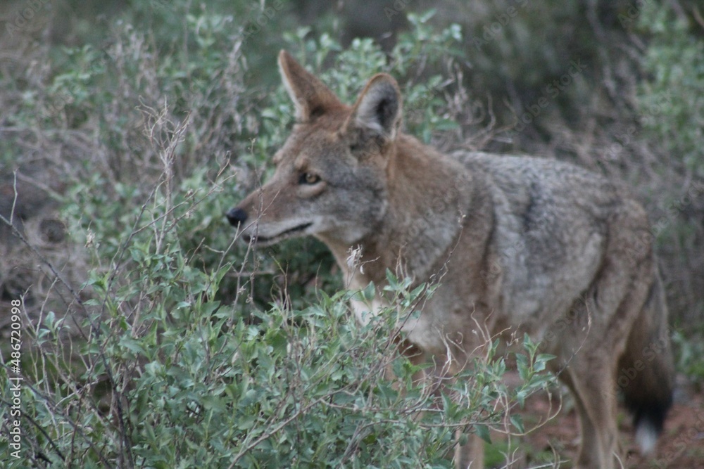 Coyote in desert