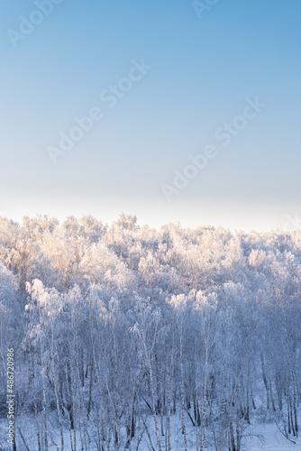 winter forest. trees covered with frost and snow