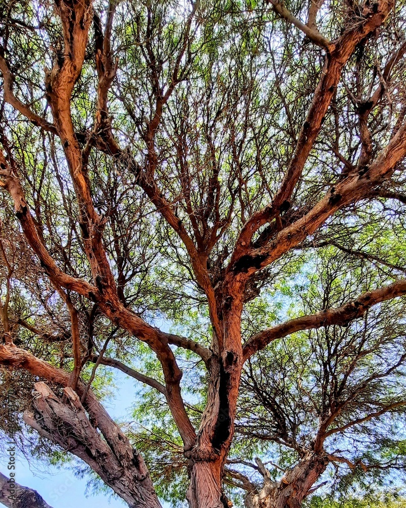 Fototapeta premium tree in autumn