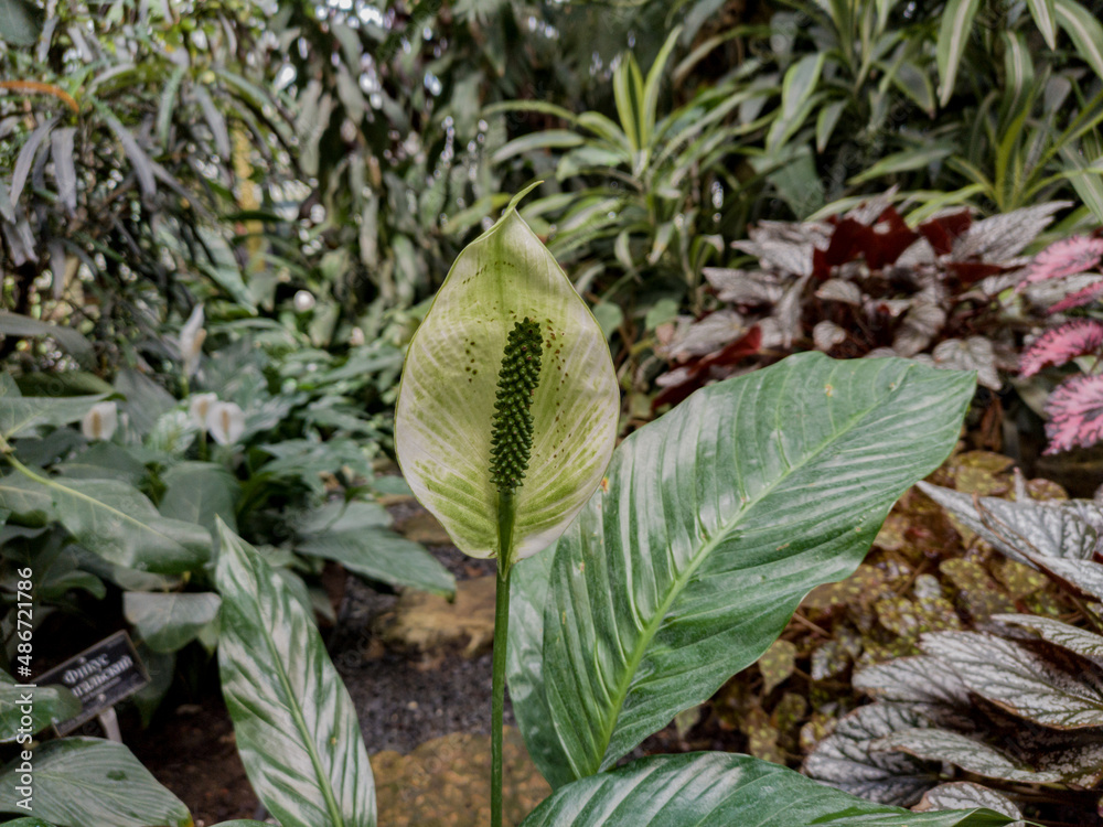 Obraz premium Different tropical plants in greenhouse