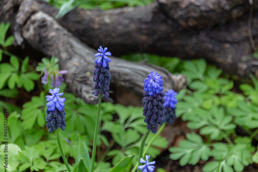 Muscari neglectum, Grape hyacinth flower
