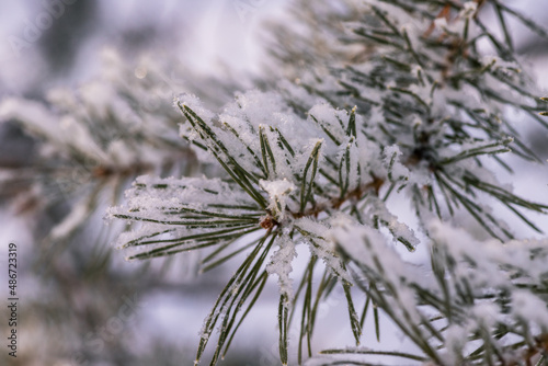 winter forest. trees covered with frost and snow