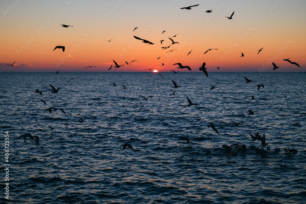 Fototapeta premium Seagulls flying during a beautiful sunrise photographed at the Black Sea shore in Romania. Amazing seaside landscape with vivid orange sky color.
