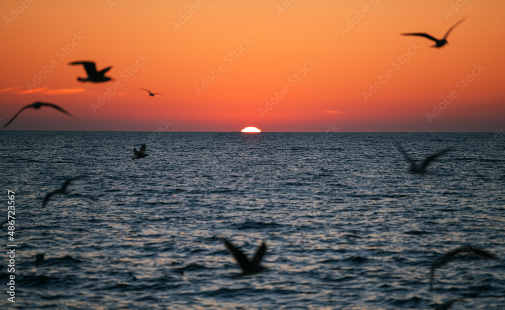 Seagulls flying during a beautiful sunrise photographed at the Black Sea shore in Romania. Amazing seaside landscape with vivid orange sky color.