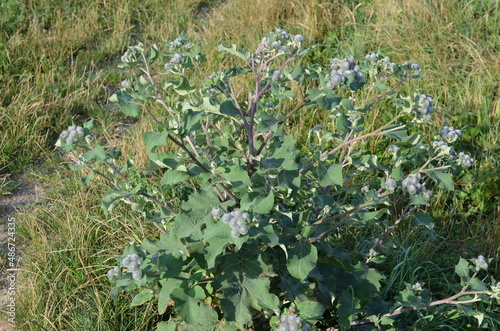 Łopian większy, Arctium Lappa, dorodna roślina photo