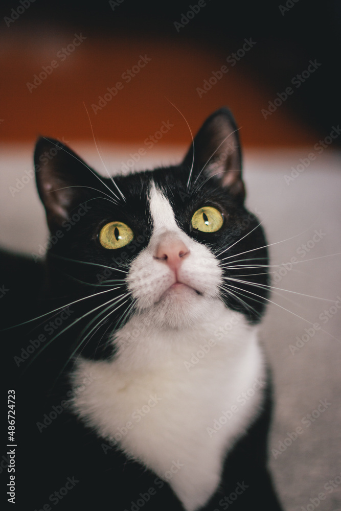 Black fluffy cat with yellow eyes sits on a white paklāja floor and looks up