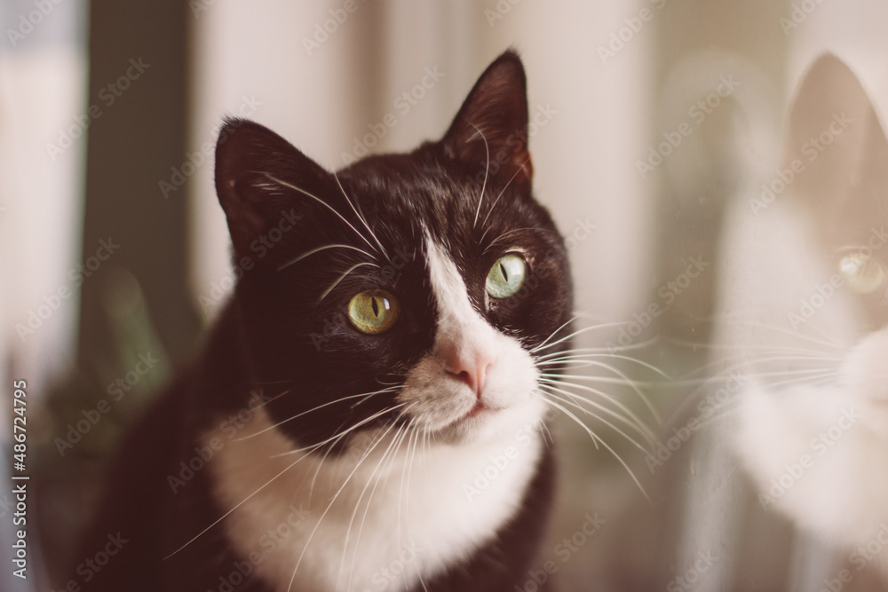 Beautiful black cat sitting on windowsill and looking to a window Stock ...