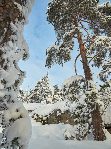 Rocky mountainside and pine forest in winter: lots of snow, northern European nature, Finnish Tuusula. photo