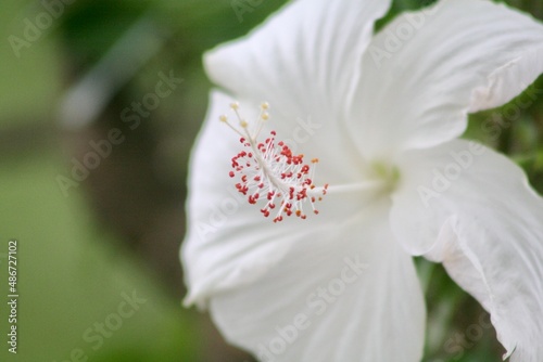 close up of white flower