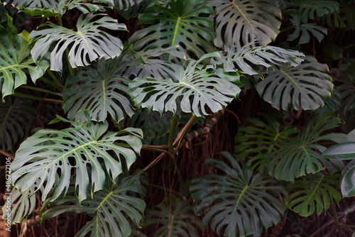 Subtropical oasis. Closeup of green leaves of tropical plant in botanical garden outdoors  exotic plant monstera deliciosa or swiss cheese growing in park. Summer nature background