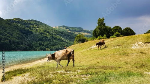 horses in the mountains