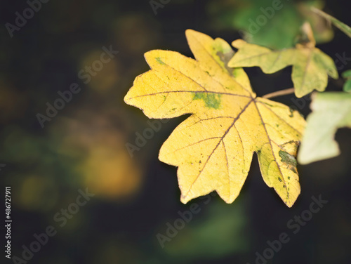 Beautiful autumn yellow leaf in the forest with bokeh blur lights in the background.