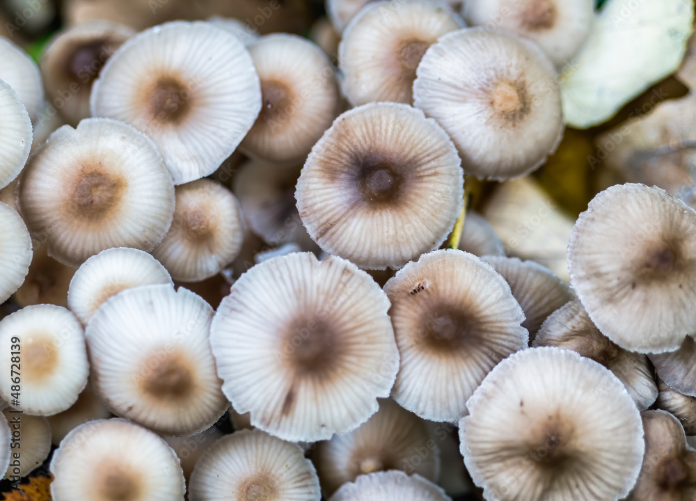 View from above with a bunch of Wild Mushroom Fungi in the forest. View from above with a bunch of Wild Mushroom Fungi in the forest.