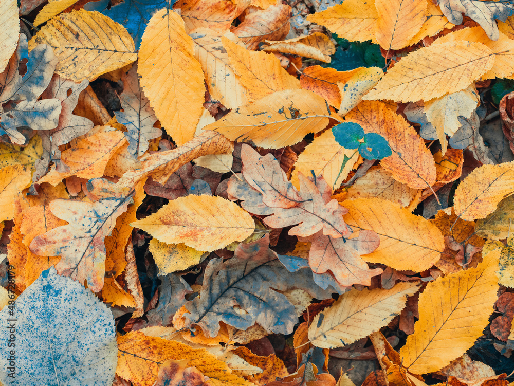 Colorful autumn carpet of yellow leaves on the ground.