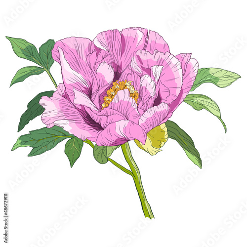 Pink peony. Color vector illustration.